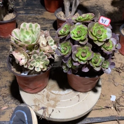 两颗法师一物一拍