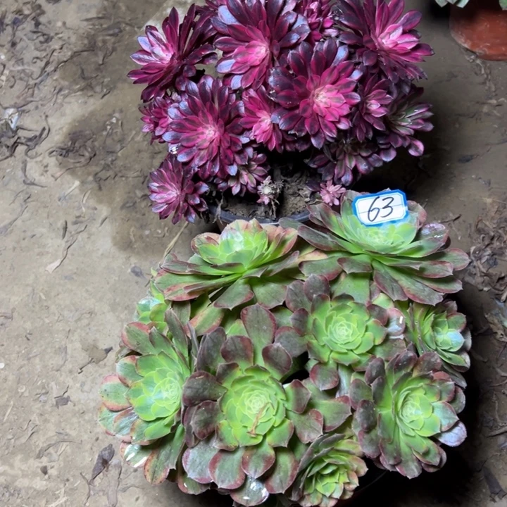 多肉植物砍法断枝不包63