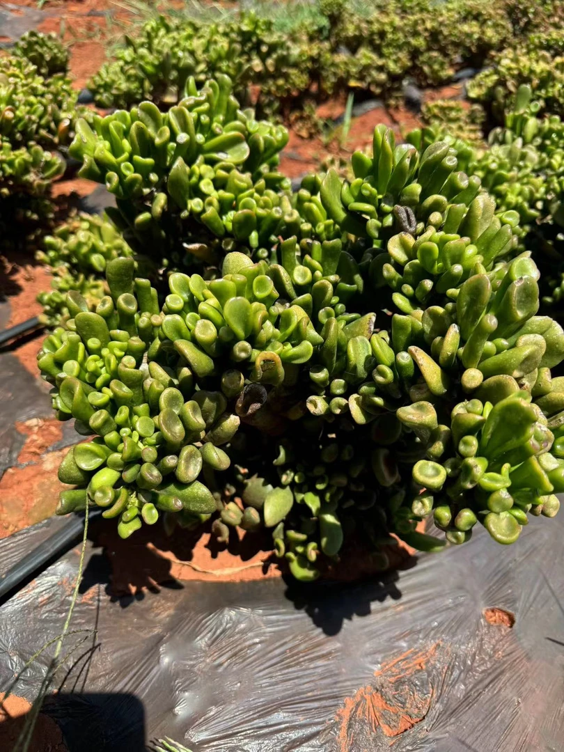 3年吸米树  新手好看好养精品多肉植物 云南昆明发货