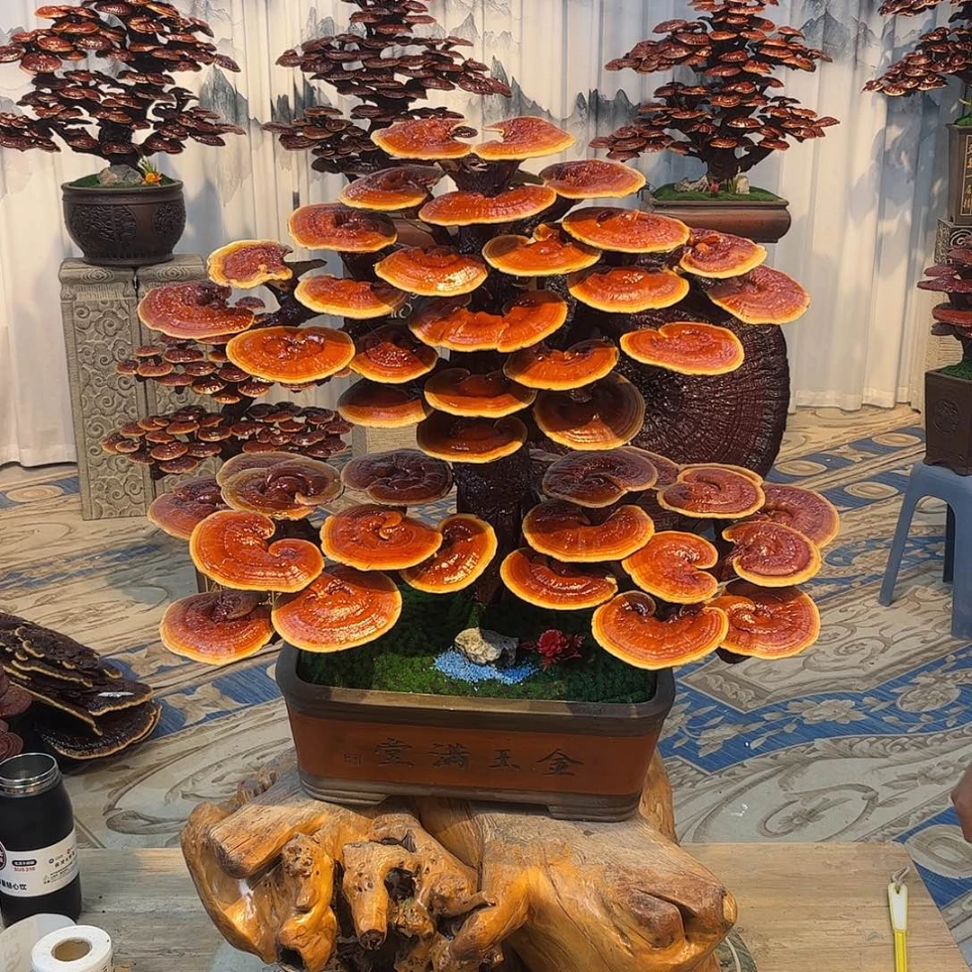 无花朵888858888885