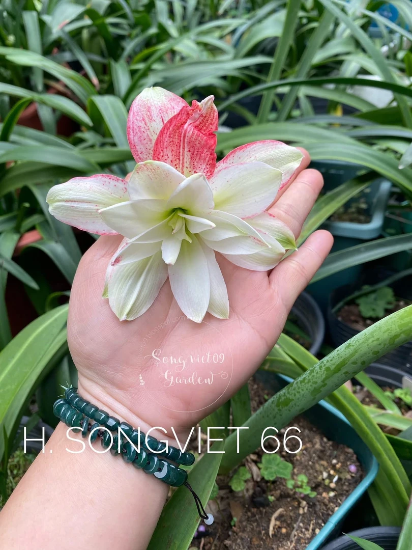 S孤挺花园 SV66 带盆