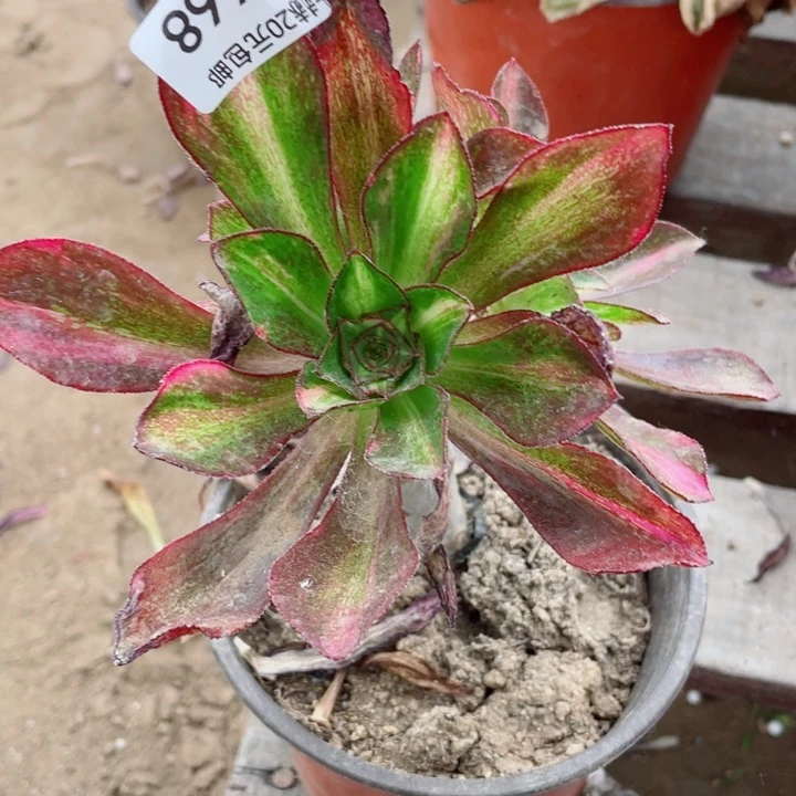 668魅影七彩嫁接有砍头