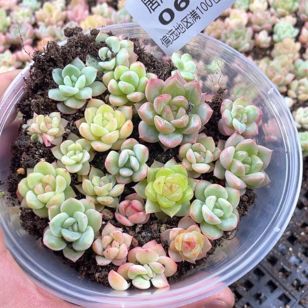 优选子播苗一份一盒060