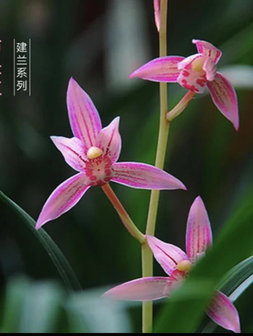 兰花苗四季建兰市长红名贵夏浓香红花室内桌面花卉绿植盆栽