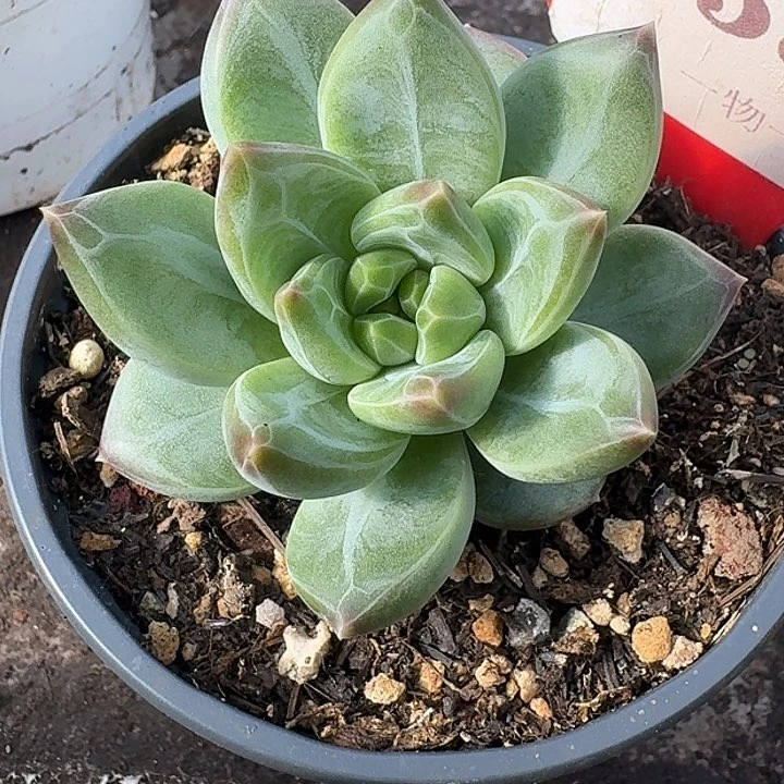 美人556多肉植物