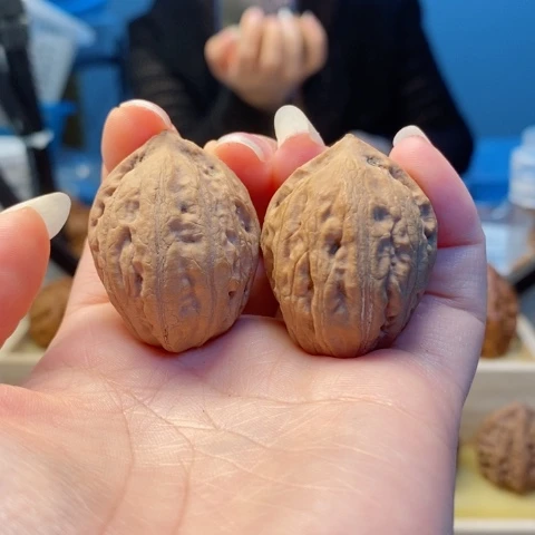 桃核把件东北秋子40