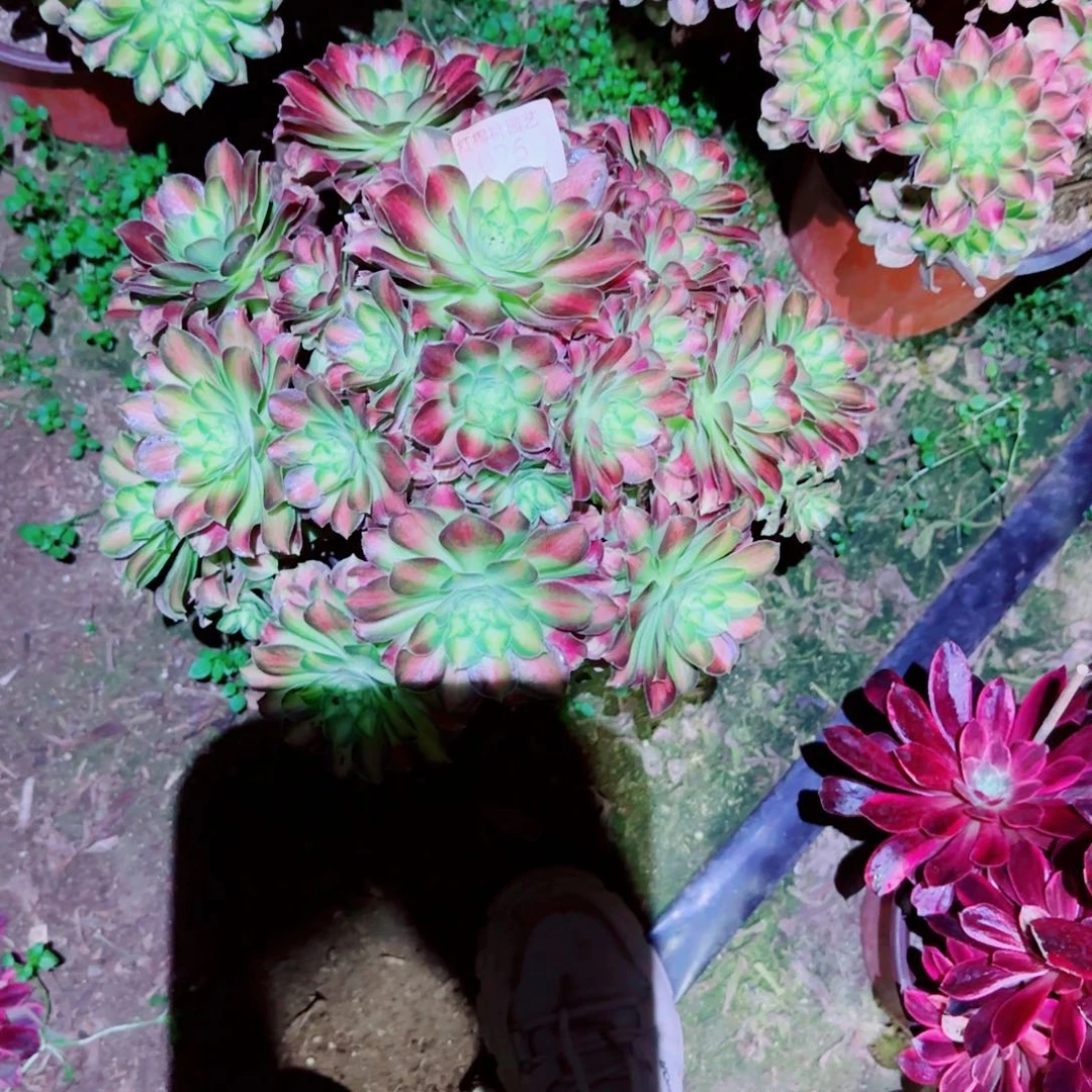 邵华法师多肉026