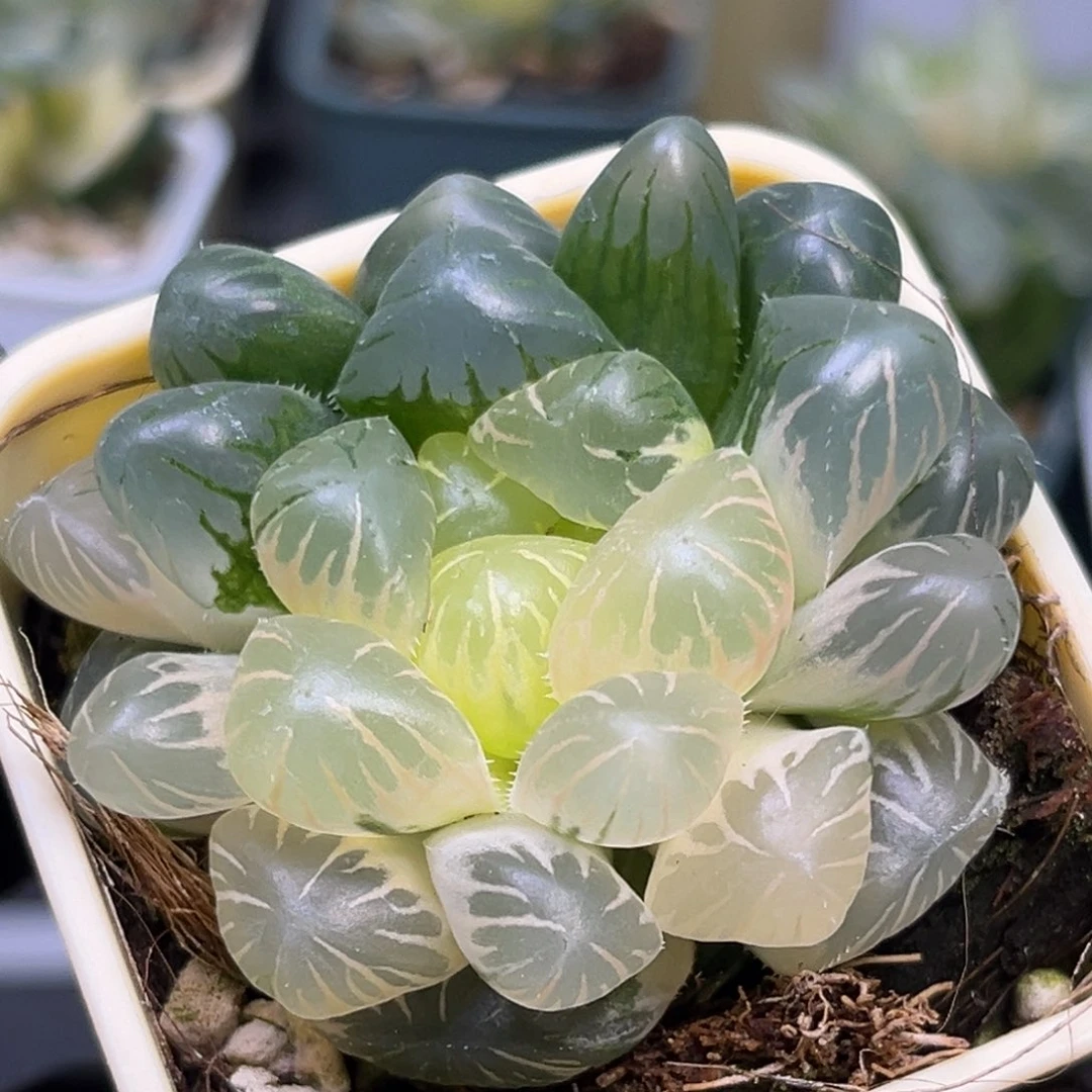 恭喜发财大吉大利1433