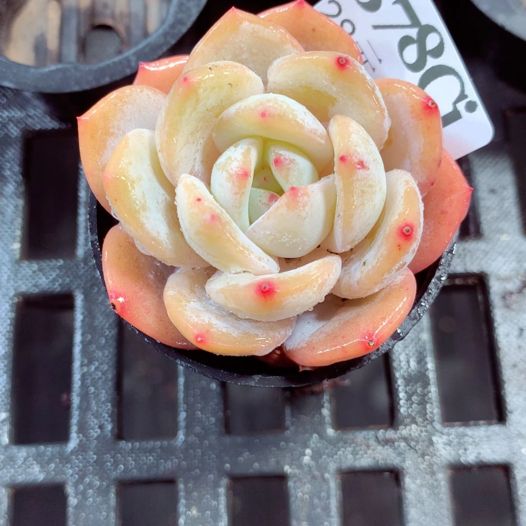 5厘米盆精控多肉378