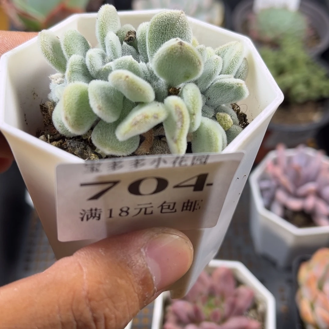 雪晃星缀化到手一颗一物一拍满18包邮满26送一颗精品小肉