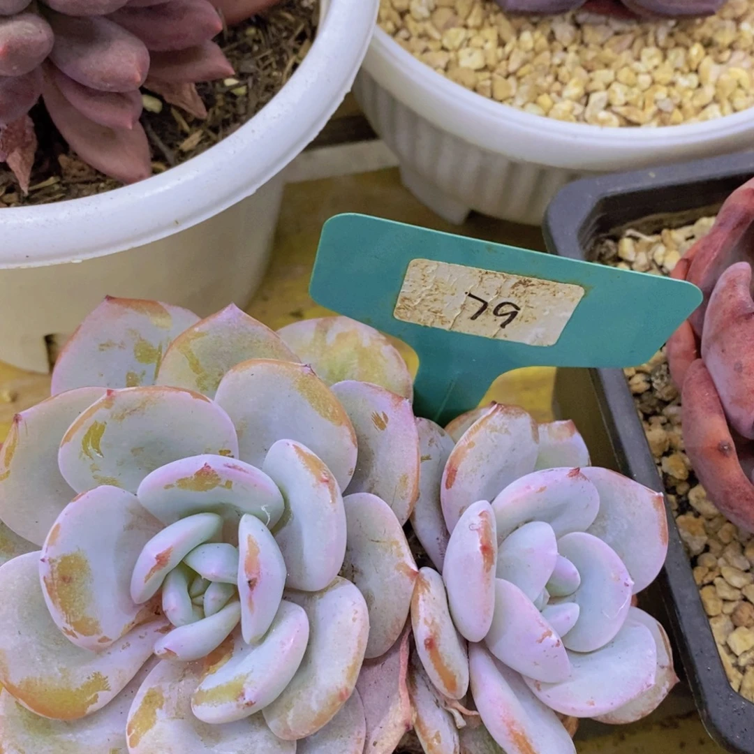 粉丝回馈专场，停播场