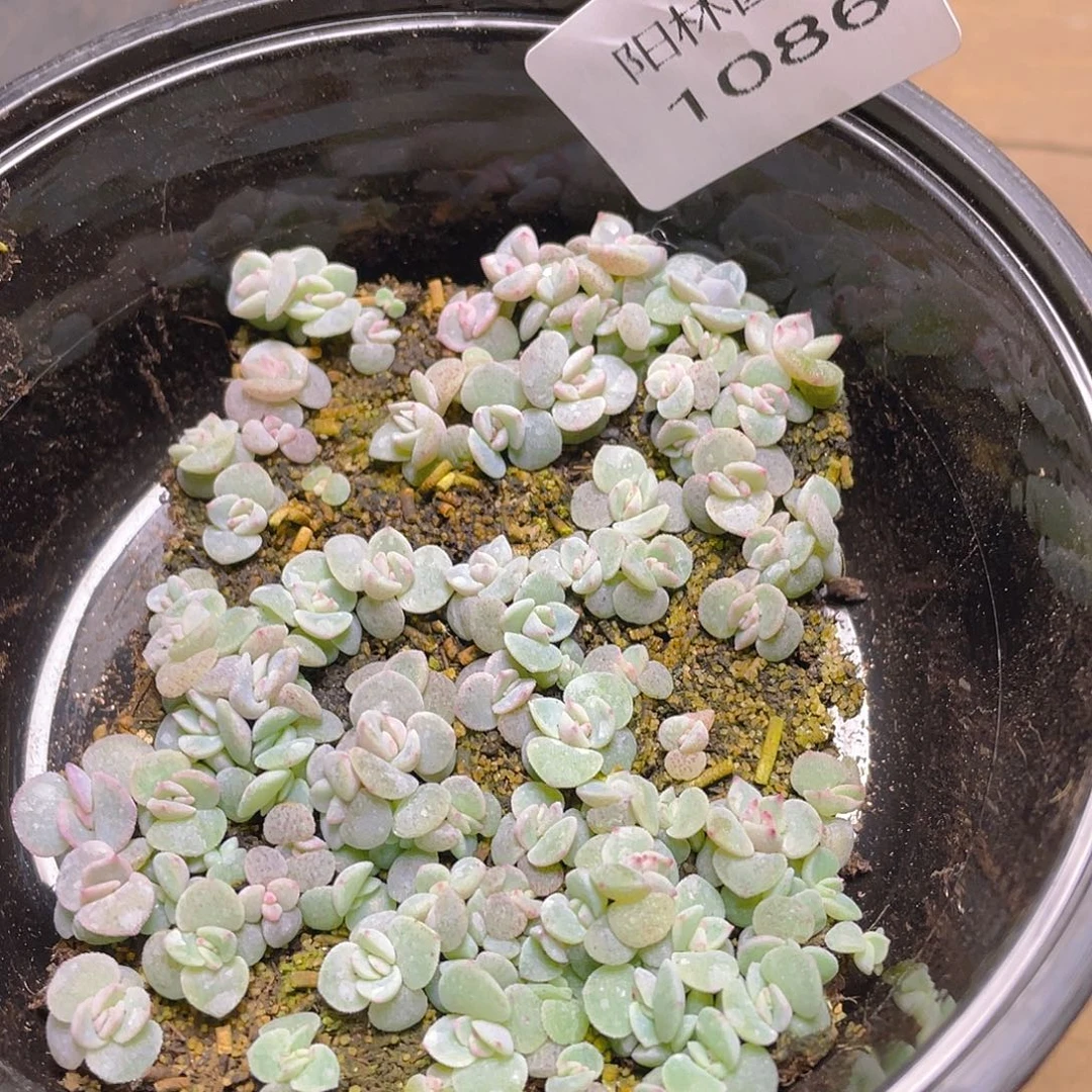 多少植物多肉植物1086