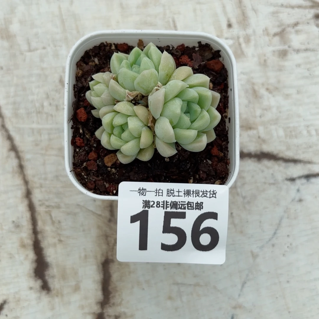 阿尔阿斯月影无盆土发货