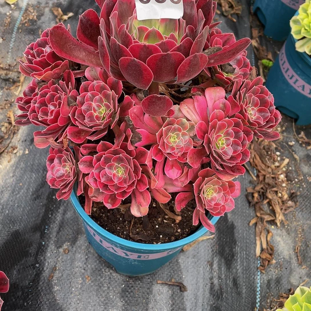 多肉法师58号美杜莎发货不包损