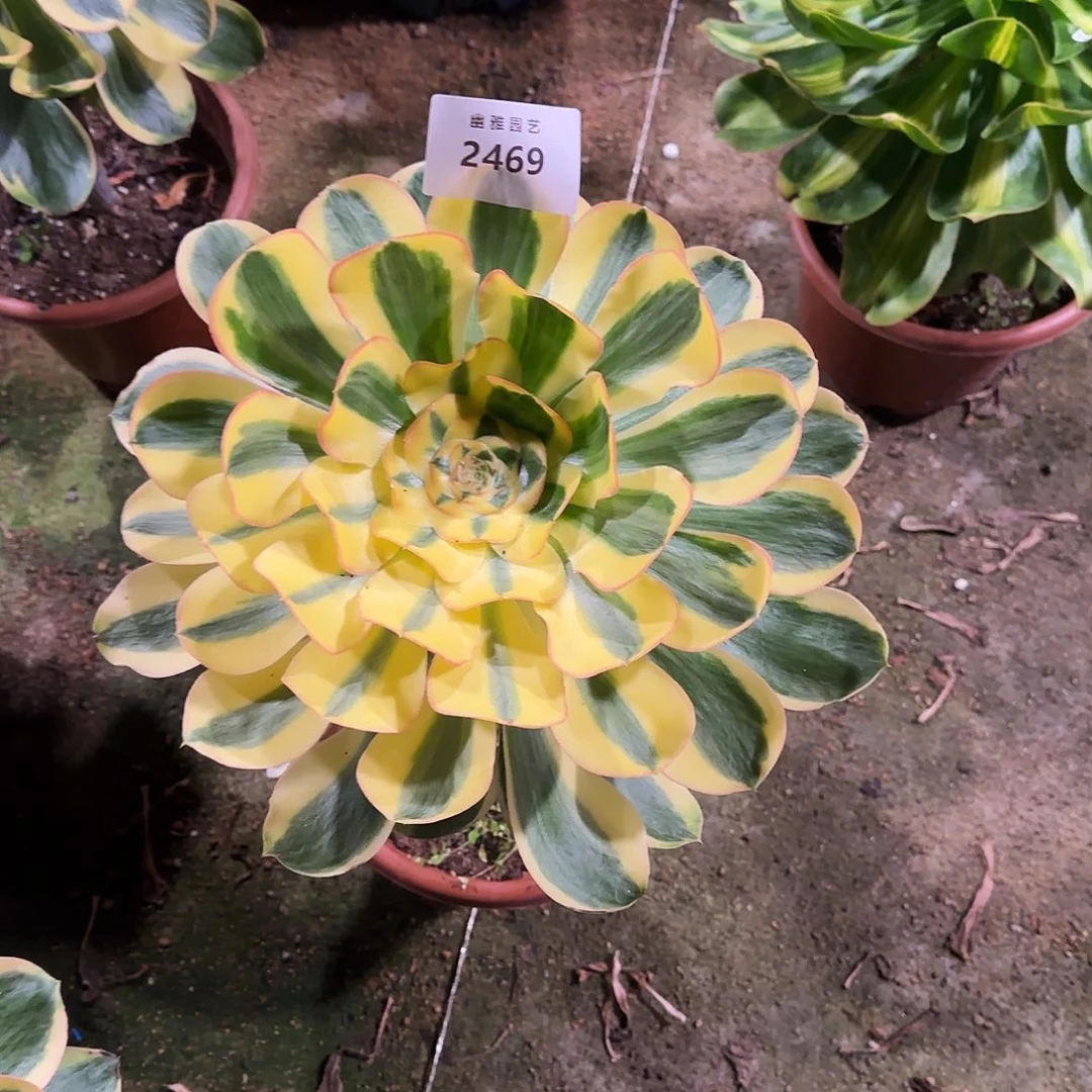 多肉植物王妃2469