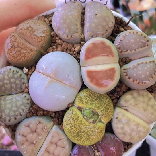 无花朵1361，9厘米盆如图