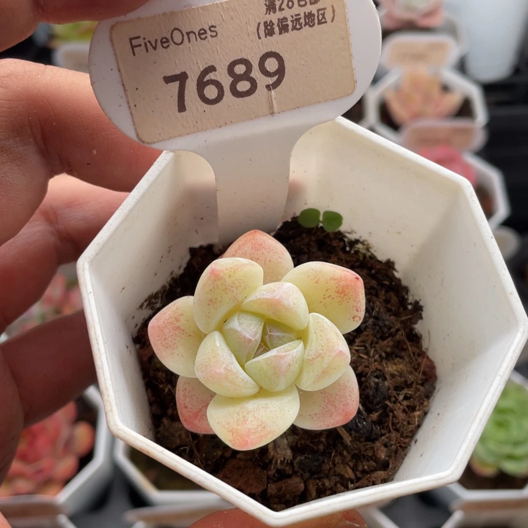 奶油冰玉7689-4厘米