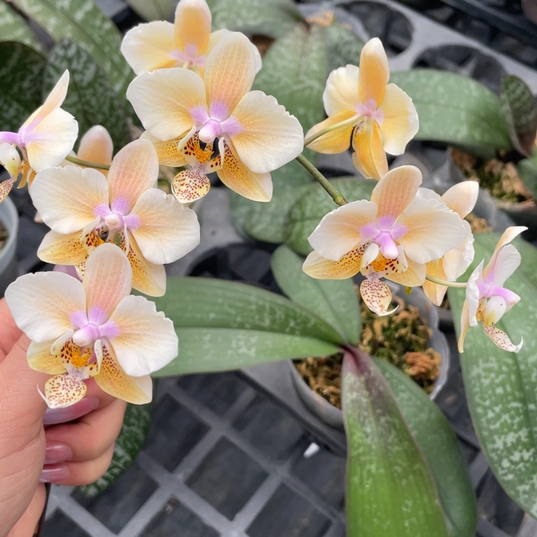 当前无花栽培后可以开花swr23pu苗3.5抽梗一颗