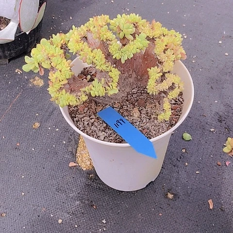 1199多肉植物老桩
