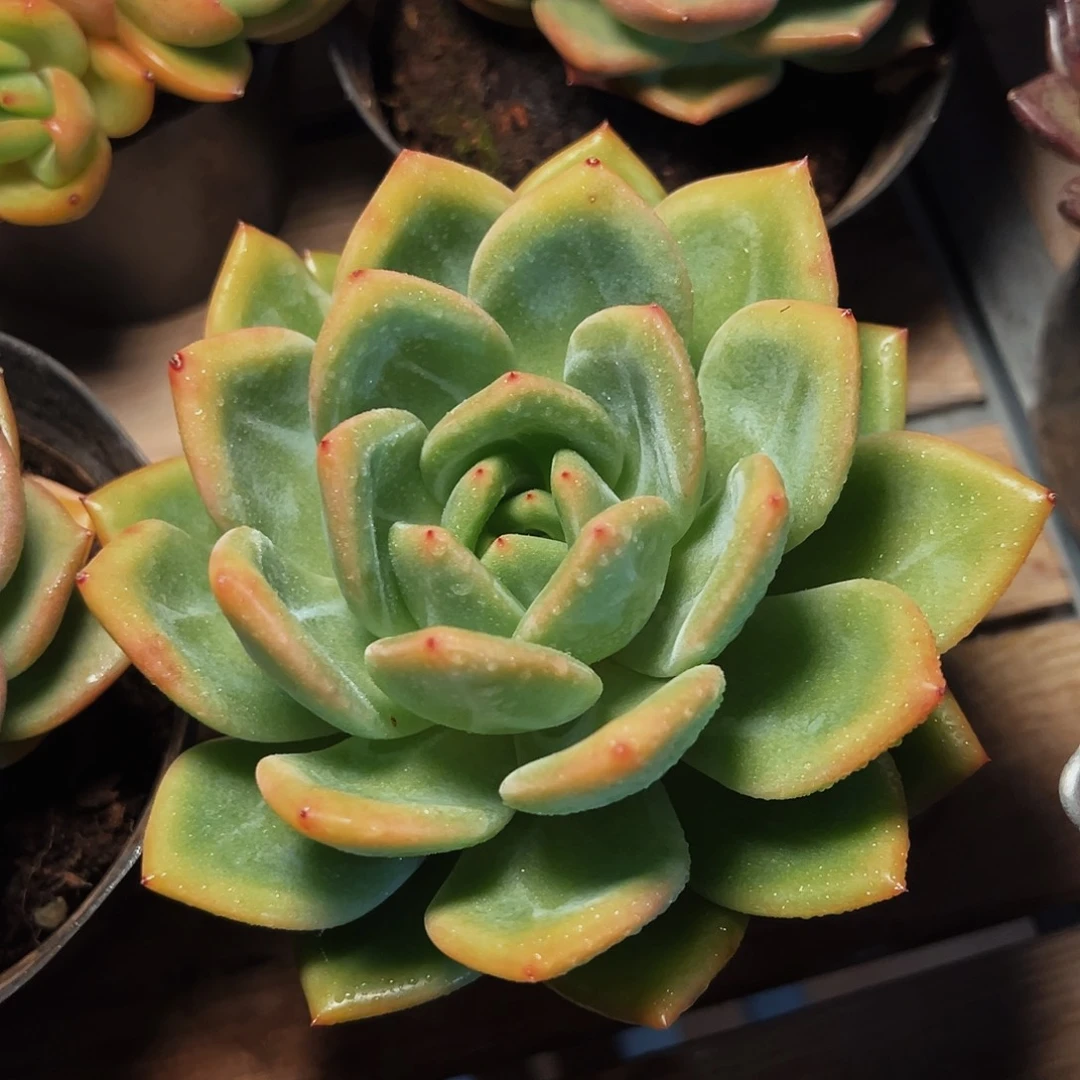 6-26-22精控彩虹龙