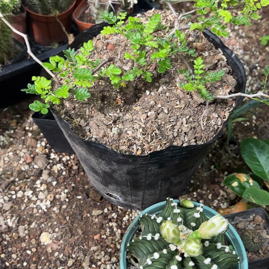 星***y实生滔天橄榄块茎植物