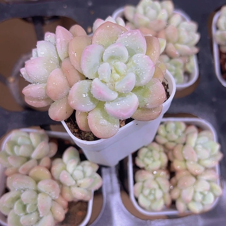 小黄金泡泡糖精品多肉