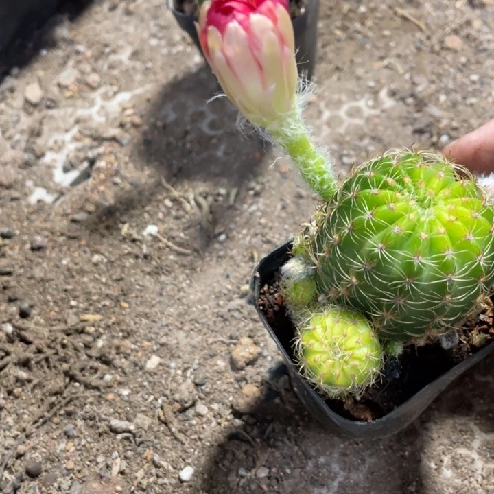 星***烂实生丽花摘花带盆