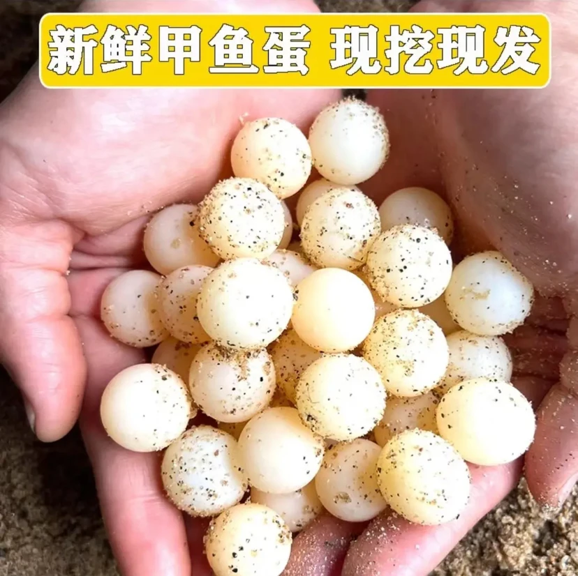 正宗新鲜可食用甲鱼蛋原生态现挖现发中华鳖蛋宝宝辅食