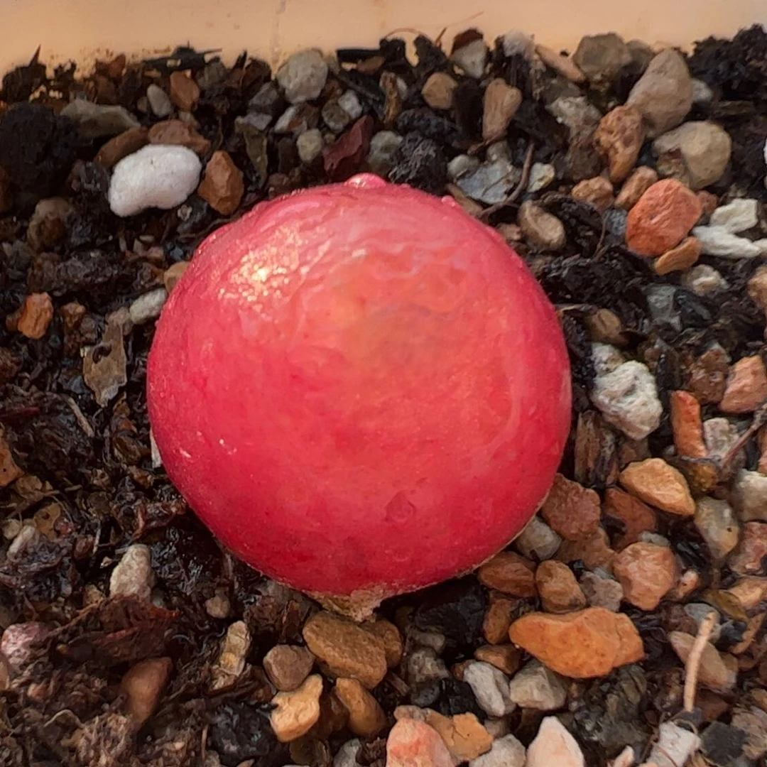 2厘米灯泡多肉植物