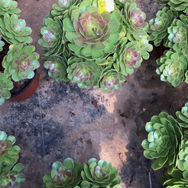 万圣节多肉8070000000000