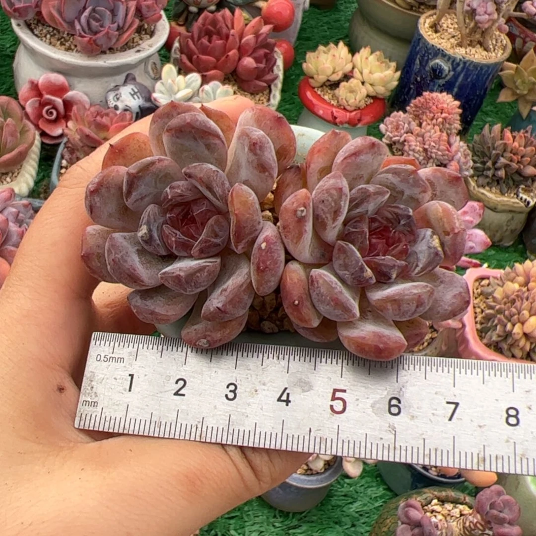 糖***糖137 多肉植物组合盆栽