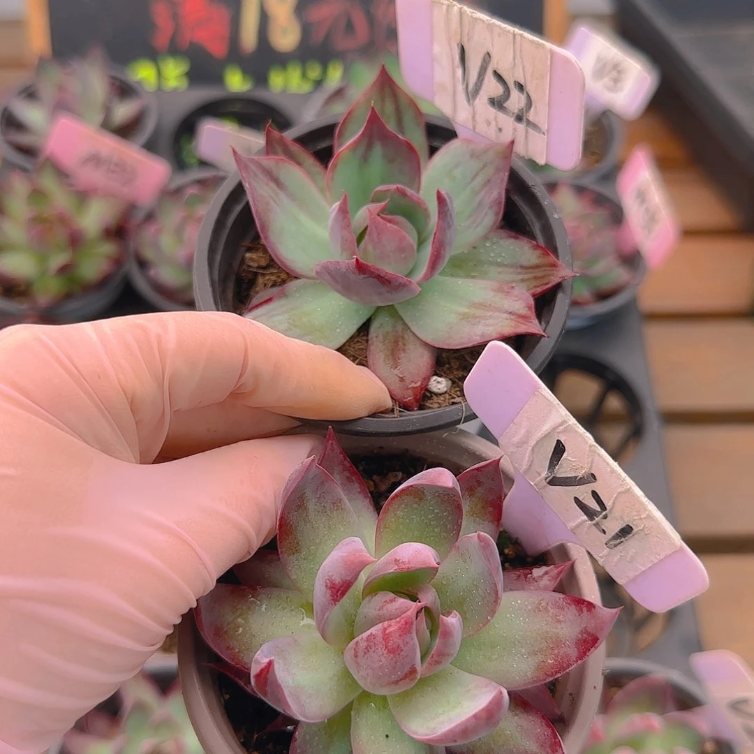 @*宇V22，v21惊鸿单头多肉植物