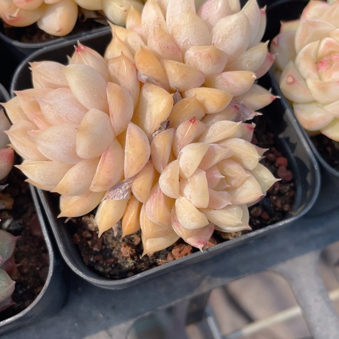 麦秆群生多肉9.9包邮发货