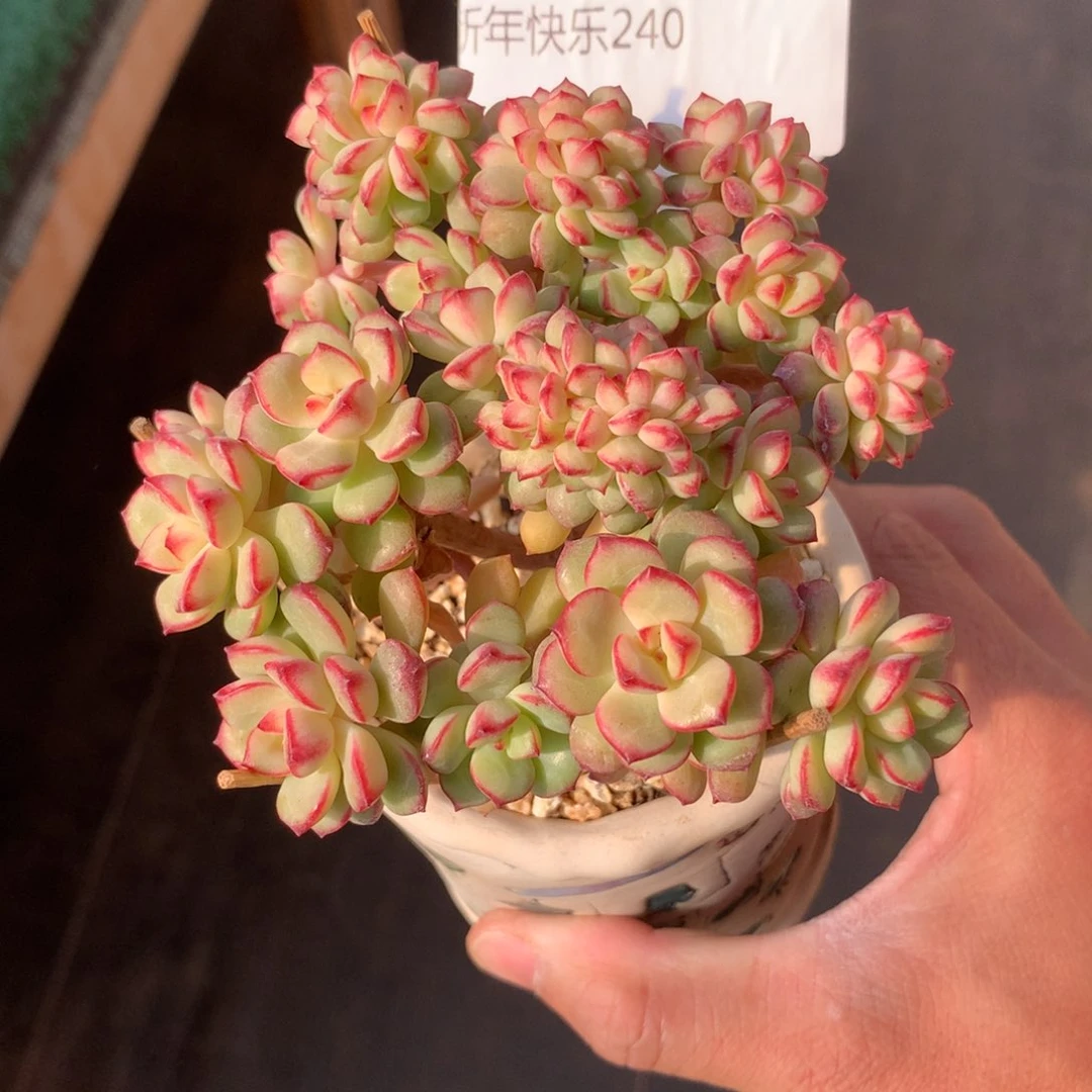 精品多肉探戈朵朵缀