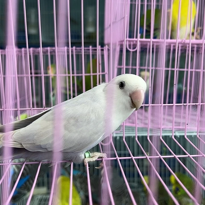 桃脸牡丹鹦鹉回来找我