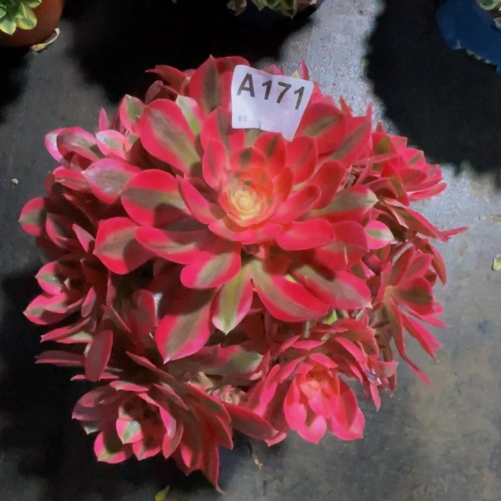 女巫171福利出了