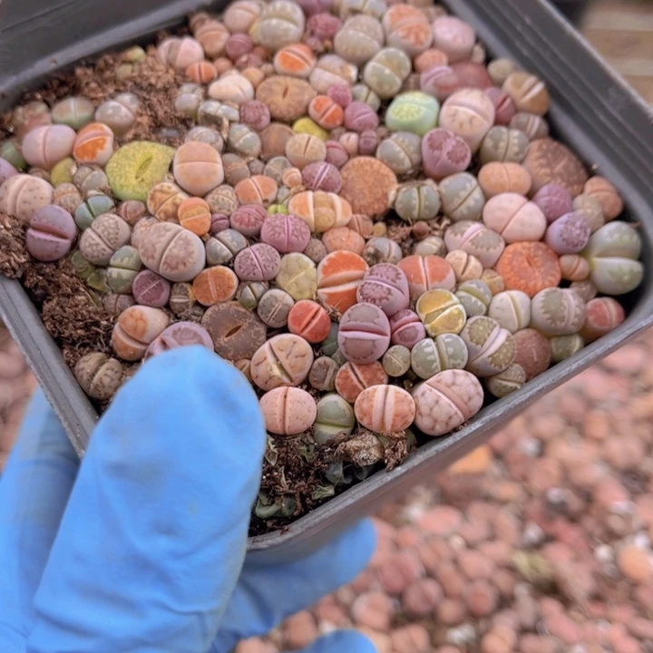 十方杯彩混8888888888888