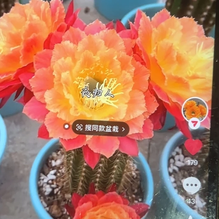 清清云彩侧牙瑕疵黑点