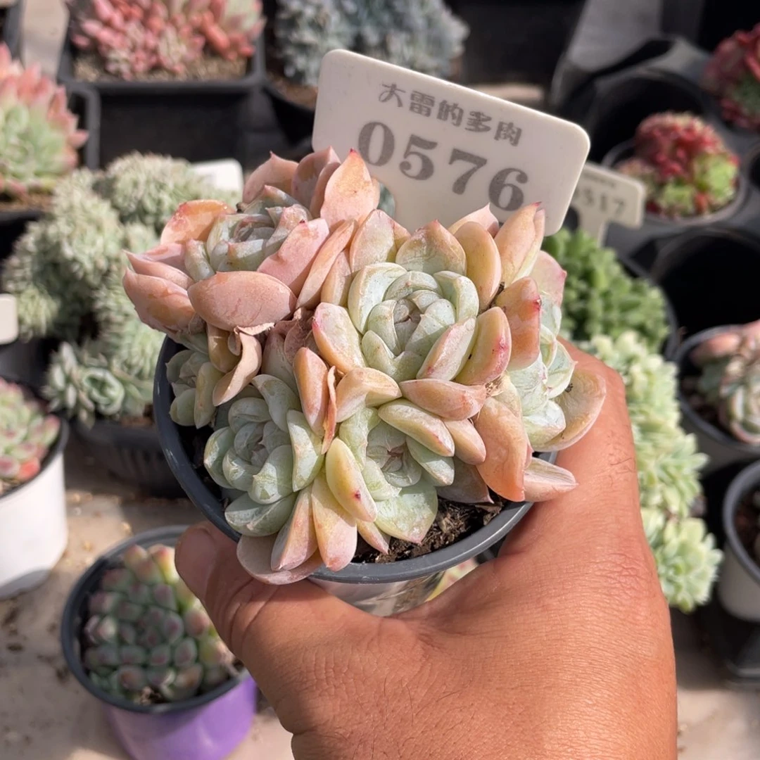✨***o0576胖虎不带盆10厘米