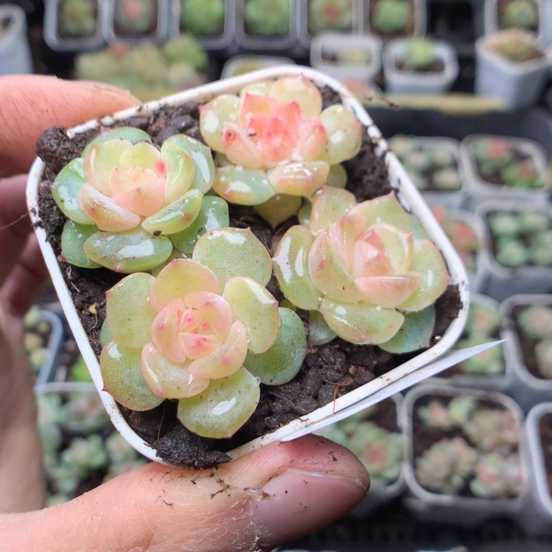 无花朵S155yyyyyyy