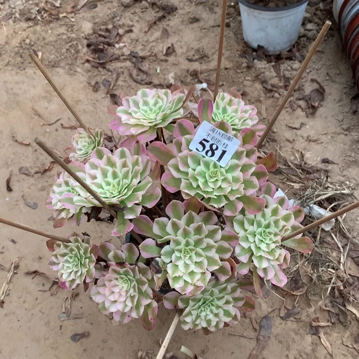 581铜壶白大绣球dongpeng