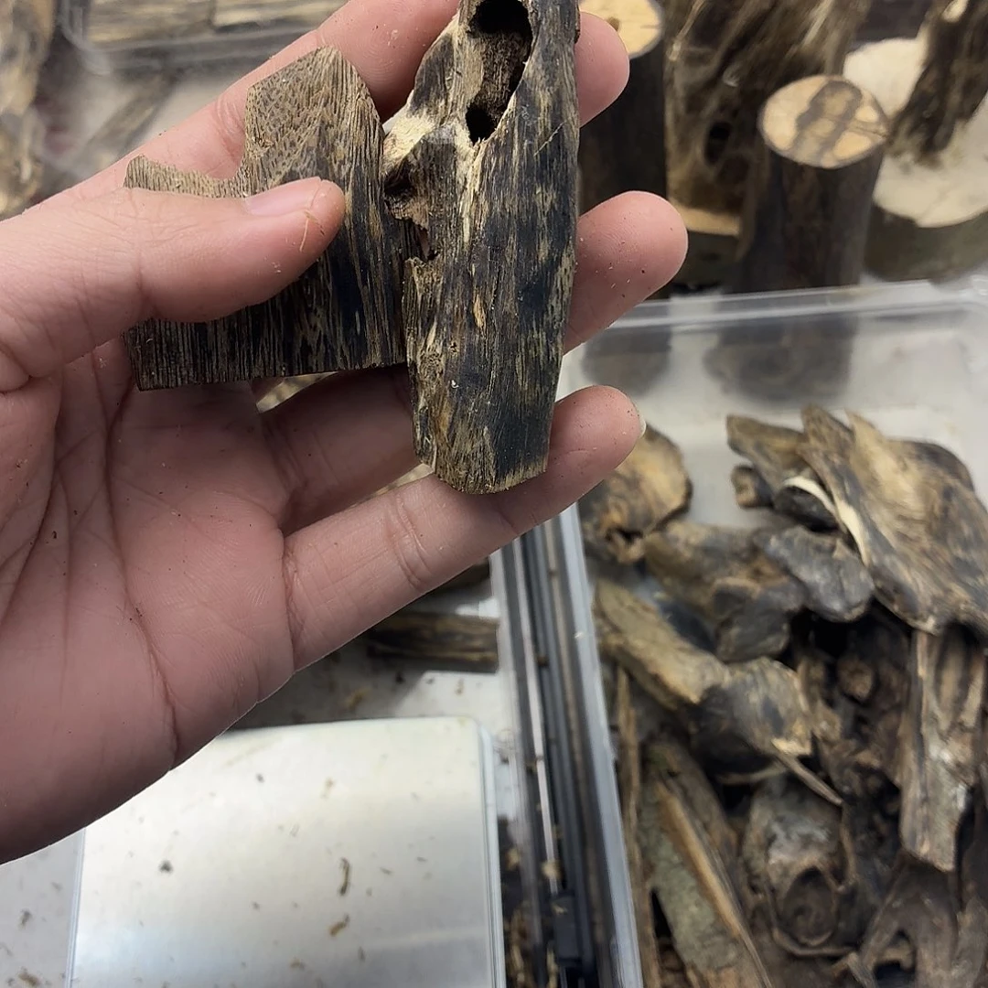 虫漏23块开播福利包邮到家