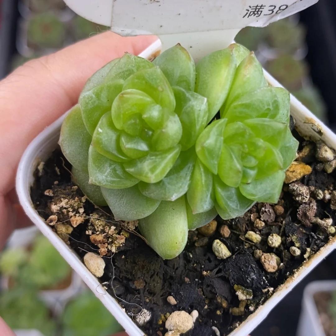 谪仙双头福利一颗48号