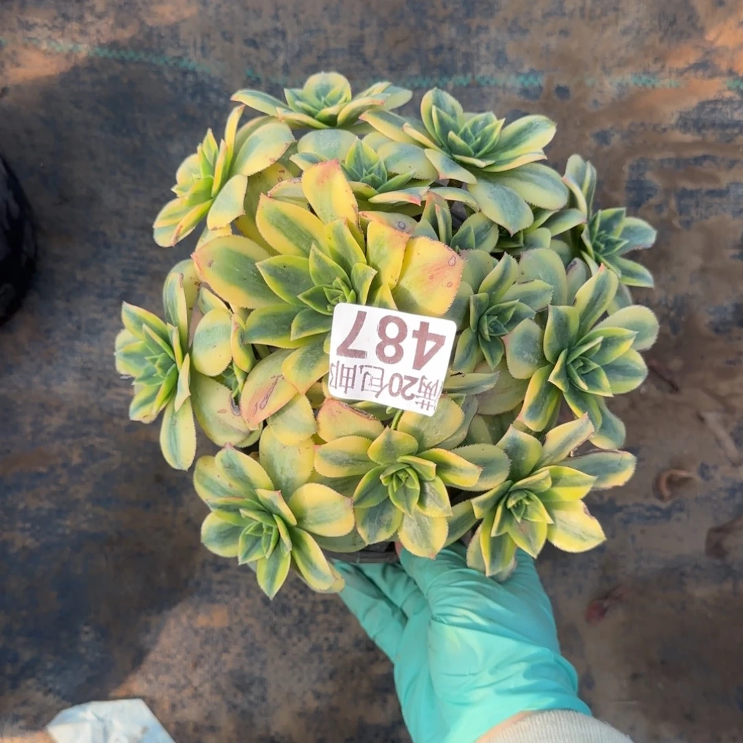 星爆487满20包邮断枝不包