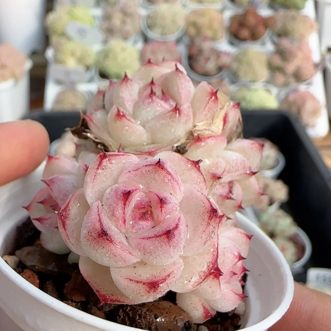 【闪购商品】0118-160边线糖心