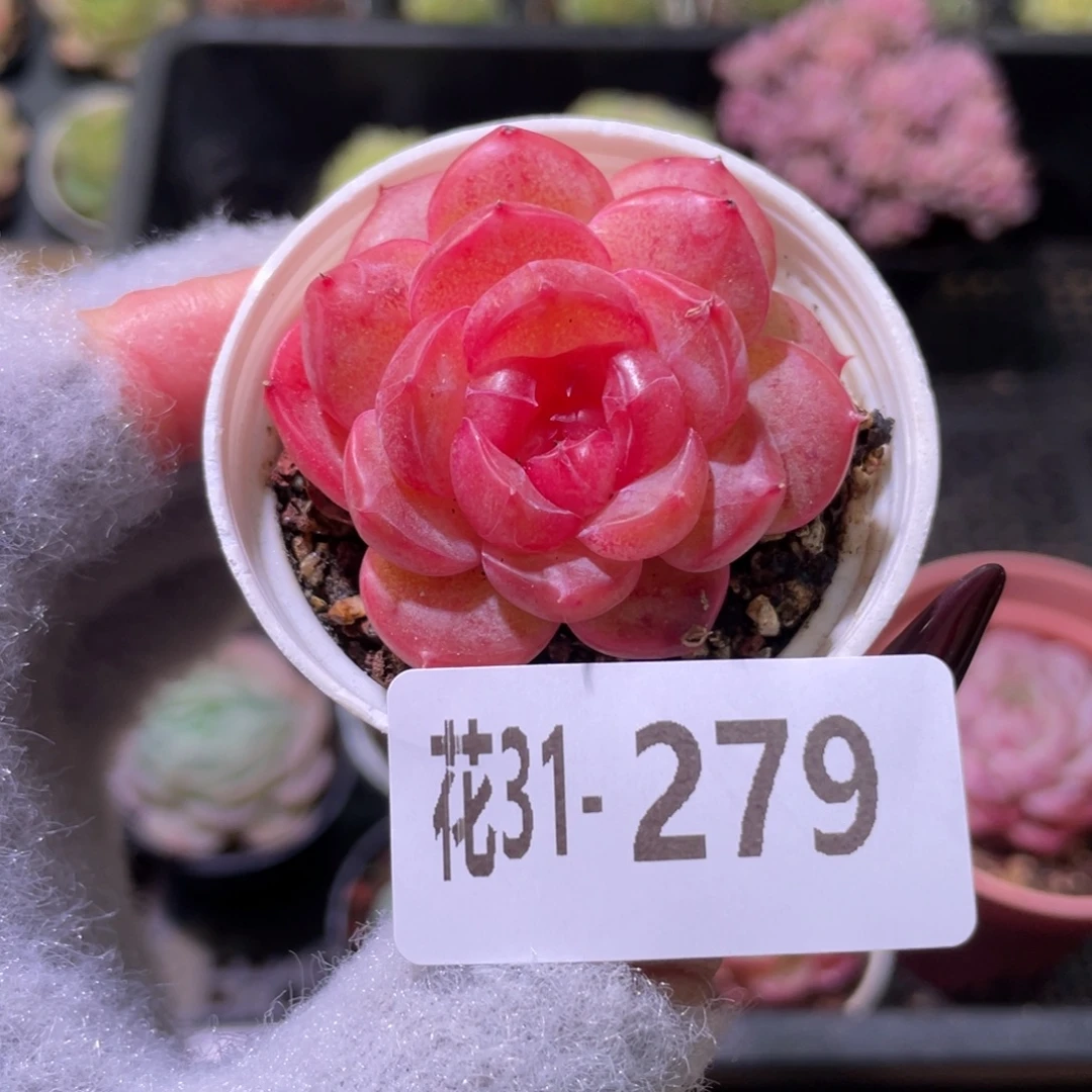 花利美31-279朝露