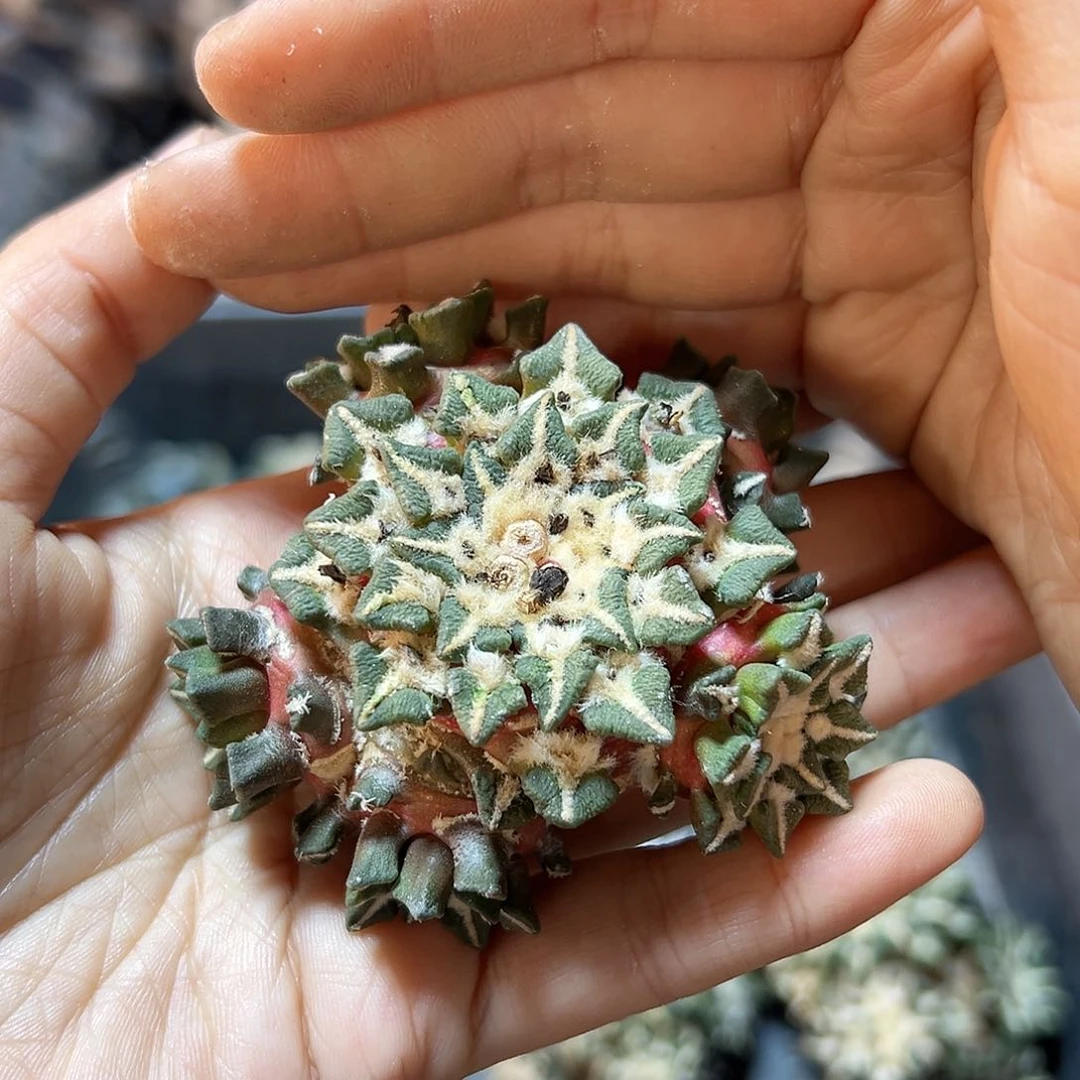 苗接黑牡丹群无根6公分