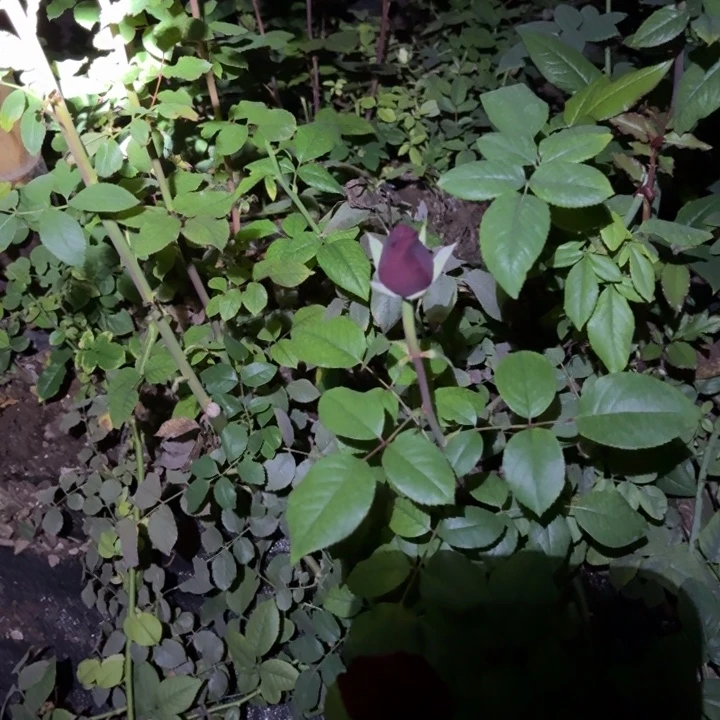 无花朵棕榈根接小苗