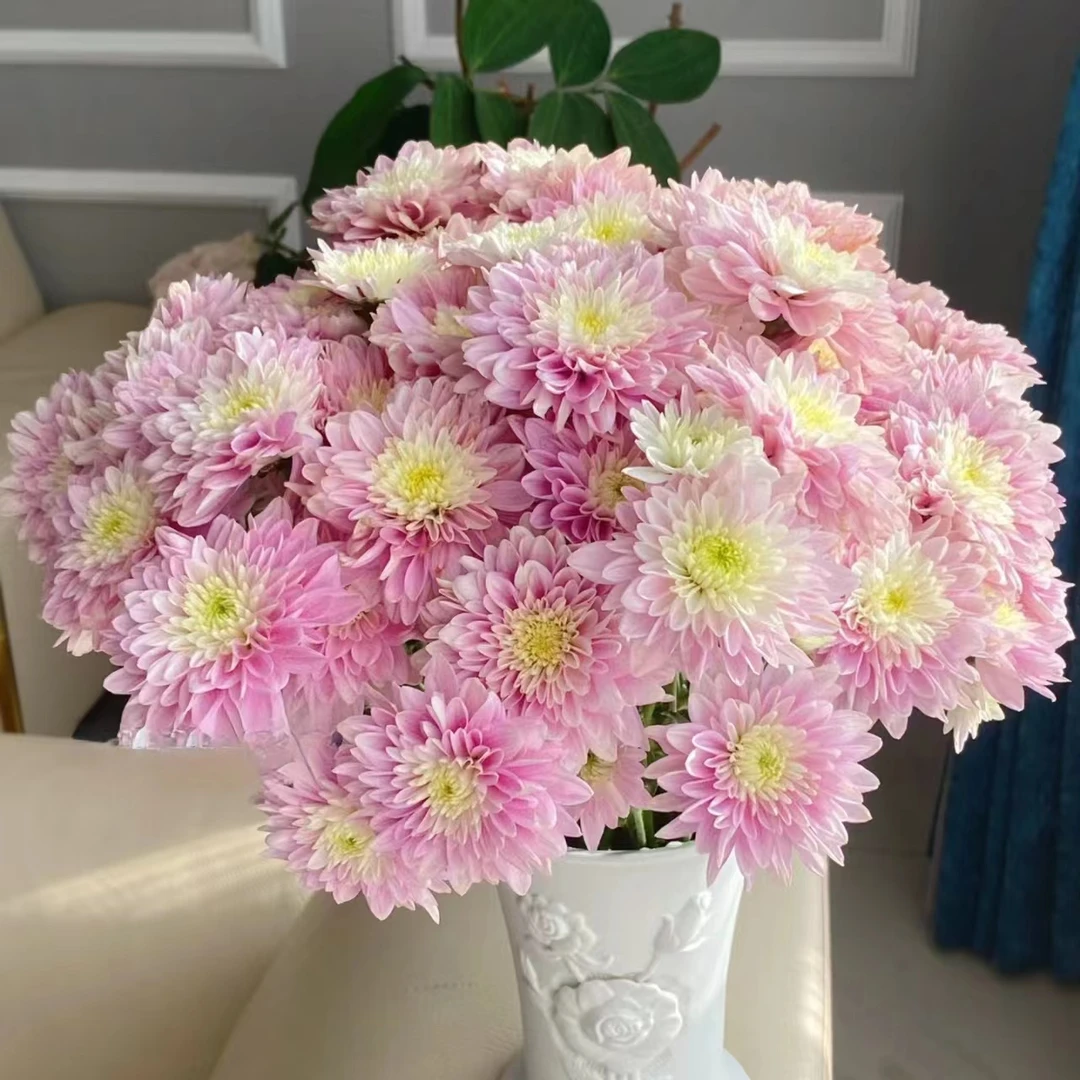 10枝粉神仙小雏菊【两单顺丰或京东快递】