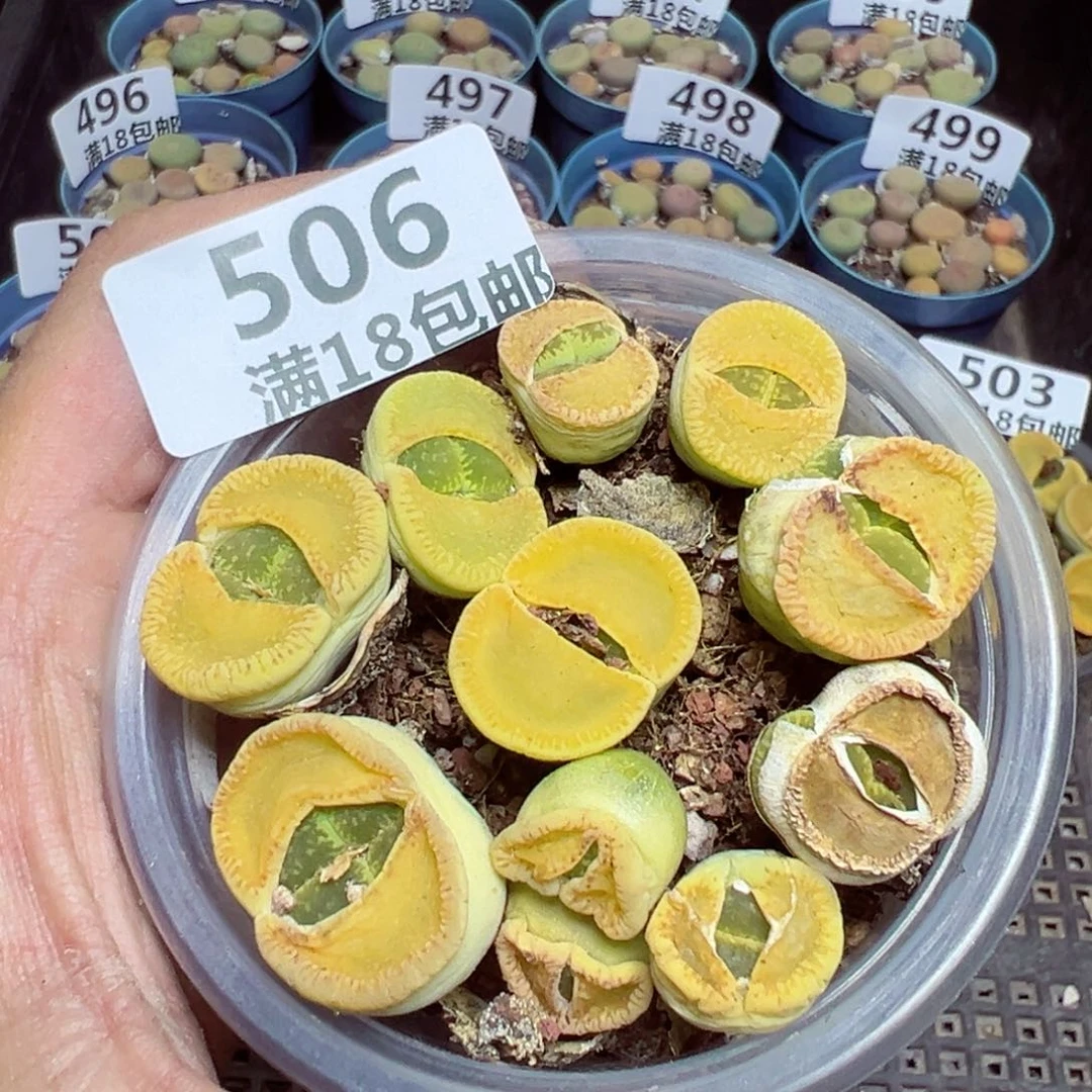 【闪购商品】 506。